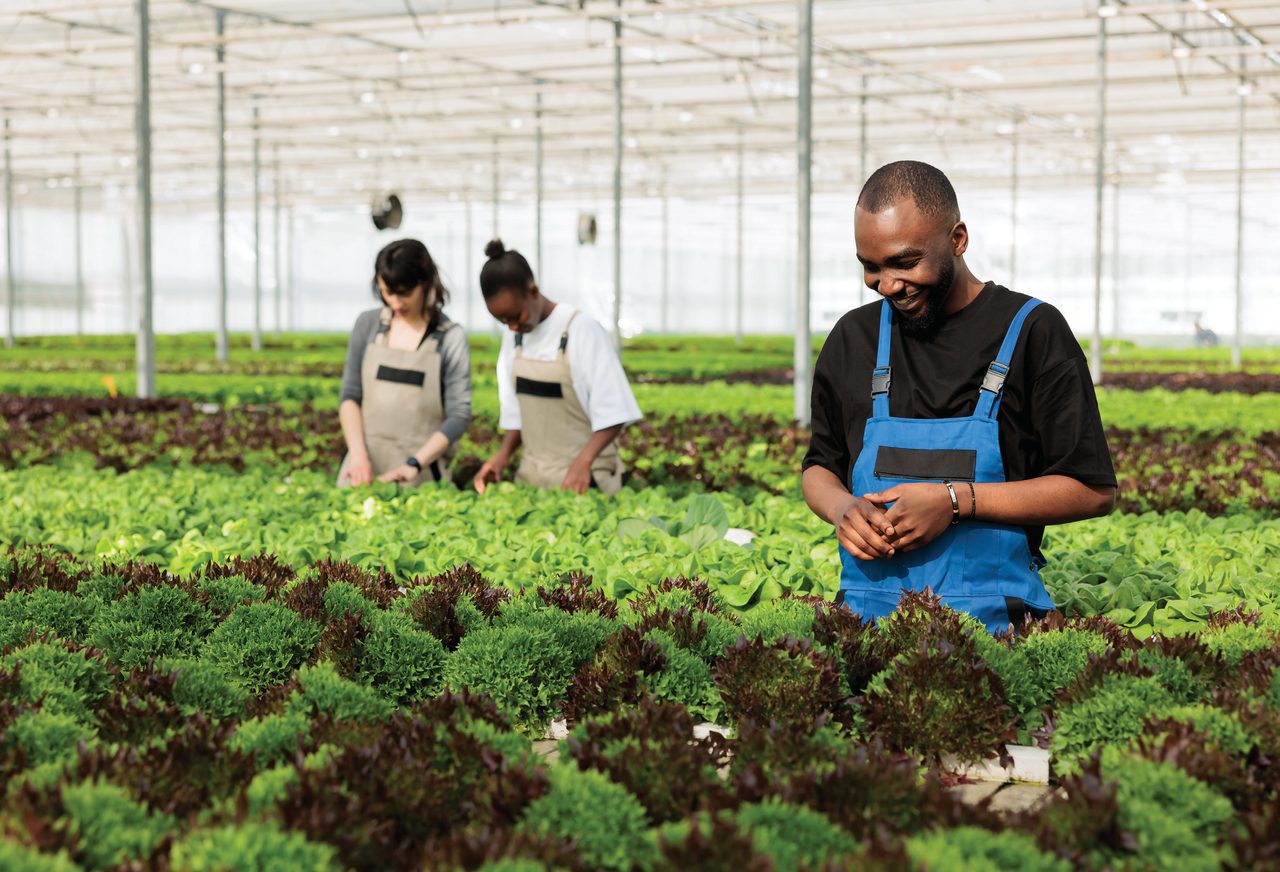 Three horticulture workers inspecting rows of salad crops inside a commercial greenhouse.