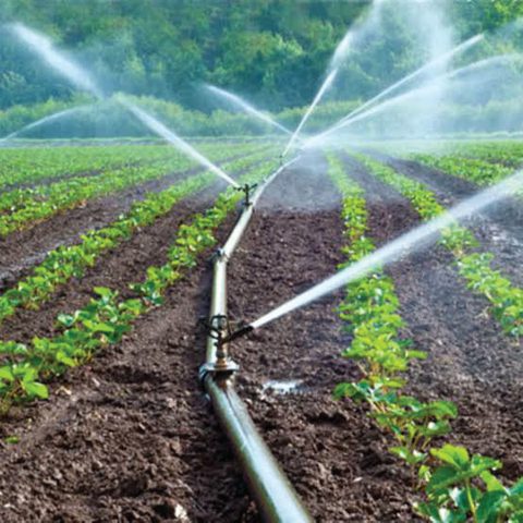 Sprinkler irrigation running along planted field rows.
