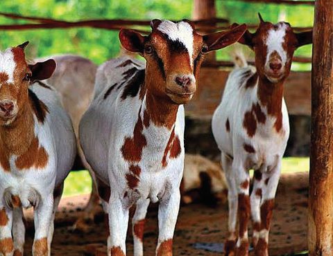 Three young cattle standing under a shelter.