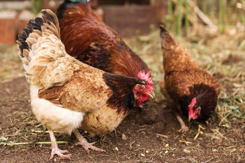 Free-range hens foraging on open ground.